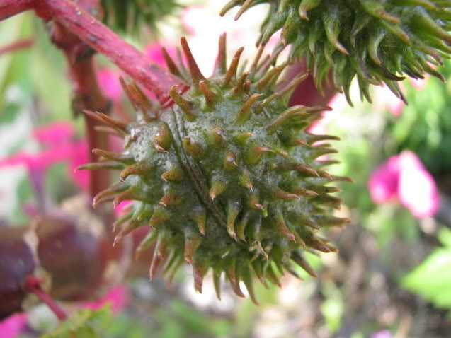 Castor Root Ricinus Communis Trust The Herb